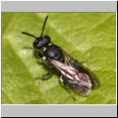 Hylaeus cf gibbus - Maskenbiene 02 7mm.jpg
